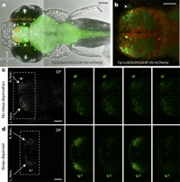 ゼブラフィッシュの脳活動等の観察。レム睡眠とノンレム睡眠に相当する状態が発見された。（写真：国立遺伝学研究所の発表資料より）