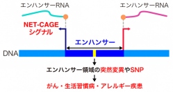 NET-CAGE法による疾患メカニズムの解明（画像: 理化学研究所の発表資料より）