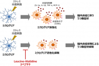 ミクログリア活性化とうつ様行動におけるLHジペプチドの抑制効果。（画像:神戸大学発表資料より）