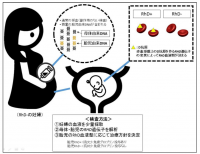 新たな出生前胎児遺伝学的検査法。（画像:国立成育医療研究センター発表資料より）