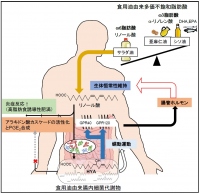 今回の研究の概要。（画像: 東京農工大学の発表資料より）
