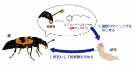 研究の概要図。（画像:京都大学発表資料より）