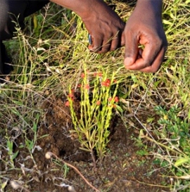 ケニアに生息するストライガ（Striga asiatica）。（画像:理化学研究所発表資料より）