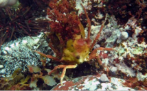 新種オオヨツハモガニの最終脱皮後の雄成熟個体。（画像:東京大学発表資料より）