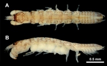今回発見されたマダラタナイスの背面写真（A）と左側面写真（B）（アルコール固定標本）。（画像:北海道大学発表資料より）