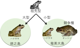 奄美群島の固有種カエルに見られる種分化プロセス 東京農工大などの研究 財経新聞