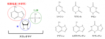 DNAやRNA等の核酸の最小単位であるヌクレオチド（左）と今回再現された核酸塩基6種（右）（写真：北海道大学の発表資料より）