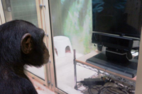 類人猿はストーリー動画をみて、登場人物の行動を視線で予測した。視線はアイ・トラッカーによって、記録された。（画像:京都大学発表資料より）