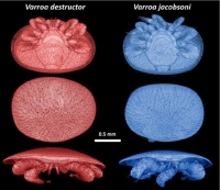 OIST生態・進化学ユニットの研究者たちがマイクロCTスキャンを利用して撮影したバロアダニ。バロアダにはミツバチのコロニーを脅かす存在。（画像:沖縄科学技術大学院大学発表資料より）