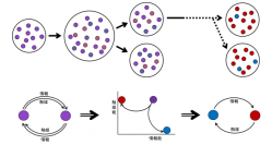 原始細胞のモデル。情報と触媒機能を担う各分子へと進化する。（写真：東京大学の発表資料より）