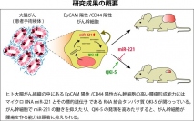 今回の実験の概要（藤田医科大学発表資料より）