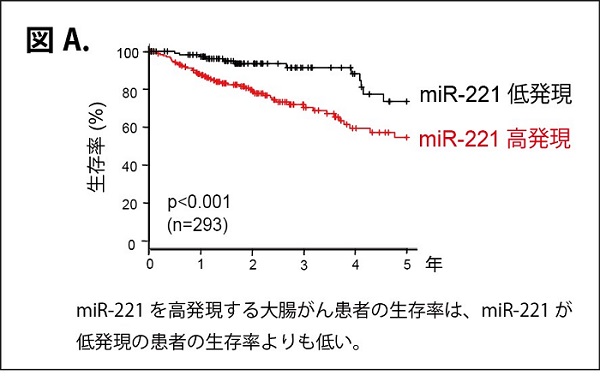図A：miR-211の発現と予後（藤田医科大学発表資料より）
