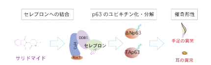 サリドマイド催奇形性のモデル図（画像: 東京医科歯科大学の発表資料より）