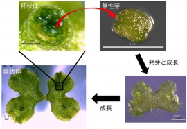 クローン繁殖体（無性芽）によるゼニゴケの栄養繁殖。（画像:神戸大学発表資料より）