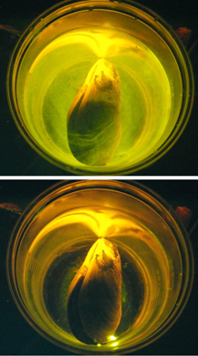 ムラサキイガイによるポリスチレンビーズ（90μm）の取り込み。上:曝露開始時、下:曝露1時間後。（撮影:鬼束 由梨）