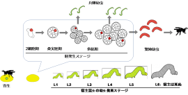 キンウワバトビコバチのライフサイクル。（画像:東京農工大学発表資料より）