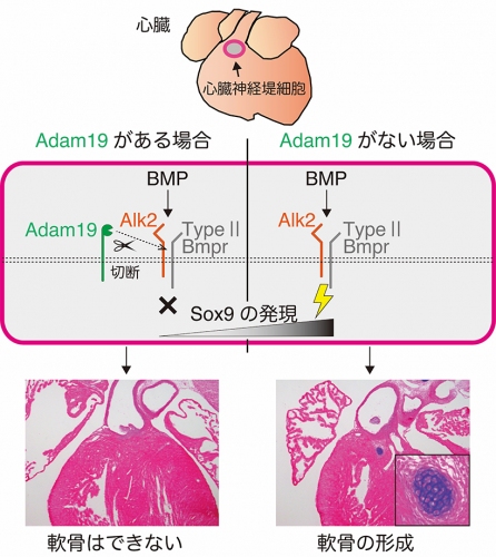 膜型プロテアーゼAdam19が軟骨形成を抑制する仕組み。（画像:京都大学発表資料より）