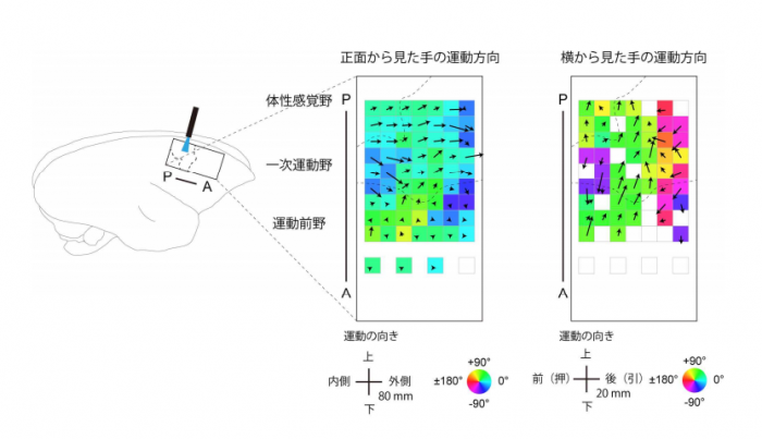 光刺激による大脳皮質運動関連領域の機能マッピング。（画像:東京大学発表資料より）