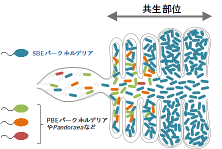 昆虫腸内における細菌間競合の模式図（画像: 産業技術総合研究所の発表資料より）