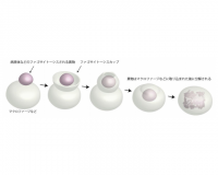 ファゴサイトーシスのイメージ図。（画像: 九州大学の発表資料より）