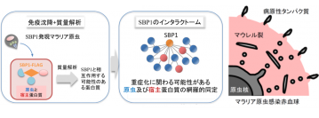 今回の研究の概要。（画像: 東北大学の発表資料より）