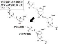 従来考えられてきたDNA切断時の末端形状（写真：東北大の発表資料より）