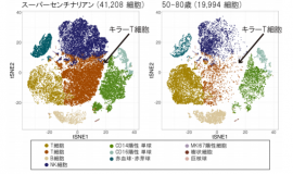 スーパーセンチナリアン(左)と50歳から60歳までのグループ(右)における免疫細胞の比較(写真:慶應大の発表資料より) スーパーセンチナリアン(左)と50歳から60歳までのグループ(右)における免疫細胞の比較(写真:慶應大の発表資料より)