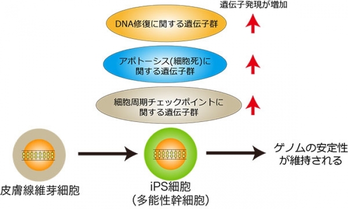 今回の研究の概要。（画像: 東京工業大学の発表資料より）