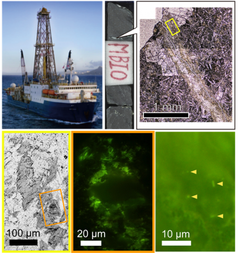 玄武岩を採取したジョイデス・レゾリューション号（左上）、得られた玄武岩サンプル（上中央）、顕微鏡による粘土鉱物部分（右上）、可視化された微生物（下3枚）。（写真：東京大学の発表資料より）