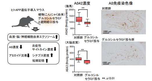 アルツハイマー病のモデルマウスにこんにゃく芋由来のセラミドを投与した効果（写真：北大の発表資料より）