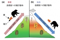 哺乳類による種子散布の模式図。（画像:森林研究・整備機構の発表資料より）