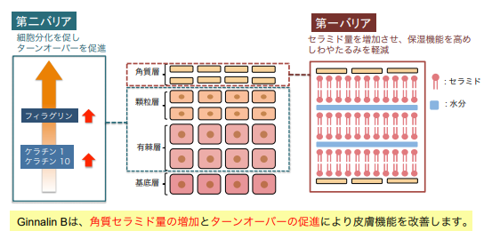 ginnalinBの肌への効果（画像: 富山大学の発表資料より）