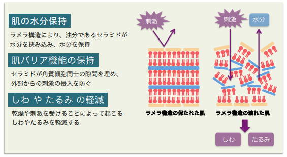 セラミドの働き（画像: 富山大学の発表資料より）
