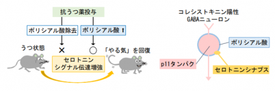今回の研究の概要。（画像: 名古屋大学の発表資料より）