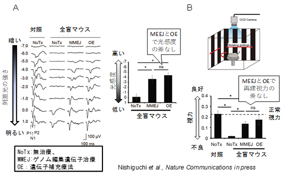 ゲノム編集遺伝子治療後の脳波光感度（A）と視力測定結果（B）
