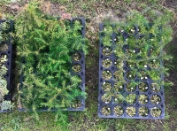 左がファインバブル水で育てた苗木（岩谷産業発表資料より）