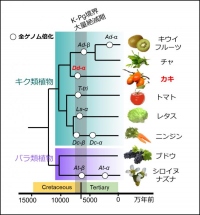 柿やほかの植物の進化過程でみられる全ゲノム倍化（写真：岡山大学の発表資料より）