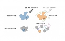 「Heroタンパク質」の機能概要。上は、機能的なタンパク質をストレス環境（乾燥、高温、有機溶媒など）から保護する機能。下は、凝集しやすいタンパク質が凝集してしまうのを防ぐ効果。（画像: 東京大学の発表資料より）