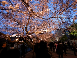 全国各地で桜が美しく咲きはじめているが、今年は新型コロナウイルスの影響でお花見を自粛する動きも多いようだ