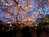 全国各地で桜が美しく咲きはじめているが、今年は新型コロナウイルスの影響でお花見を自粛する動きも多いようだ