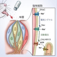 「おいしい」塩味受容の細胞および分子メカニズム（画像: 京都府立医科大学の発表資料より）