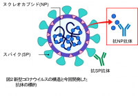 新型コロナウイルスの構造と、今回開発した抗体の標的（画像: 横浜市立大学の発表資料より）