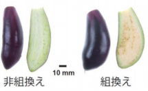 遺伝子組換でないナス（左）とGMナス（右）の断面写真（大阪府立大のホームページより）