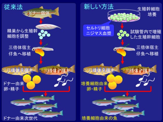 今回の研究の概要。（画像: 東京海洋大学の発表資料より）