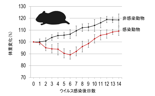 ハムスターに新型コロナウイルスを接種すると、体重減少が確認される。（画像: 日本医療研究開発機構の発表資料より）
