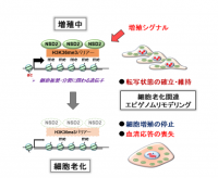 酵素が細胞の老化を阻止（写真：熊本大学の発表資料より）