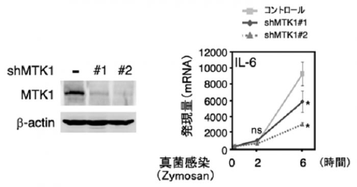 免疫応答によって、活性化されたMTK1がSAPK経路の長期活性化をもたらし、インターロイキン6の産生を誘導することを示した研究結果（東京大学医科学研究所の発表より）