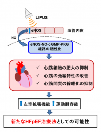 慢性心不全の拡張不全に対する超音波治療の作用機序（画像: 東北大学の発表より）
