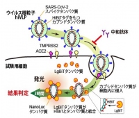 中和抗体をスピーディに測定できるhiVNTシステムの概念図（横浜市立大学の発表より）