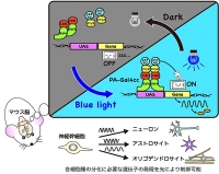 研究の概要（画像：京都大学の発表資料より）